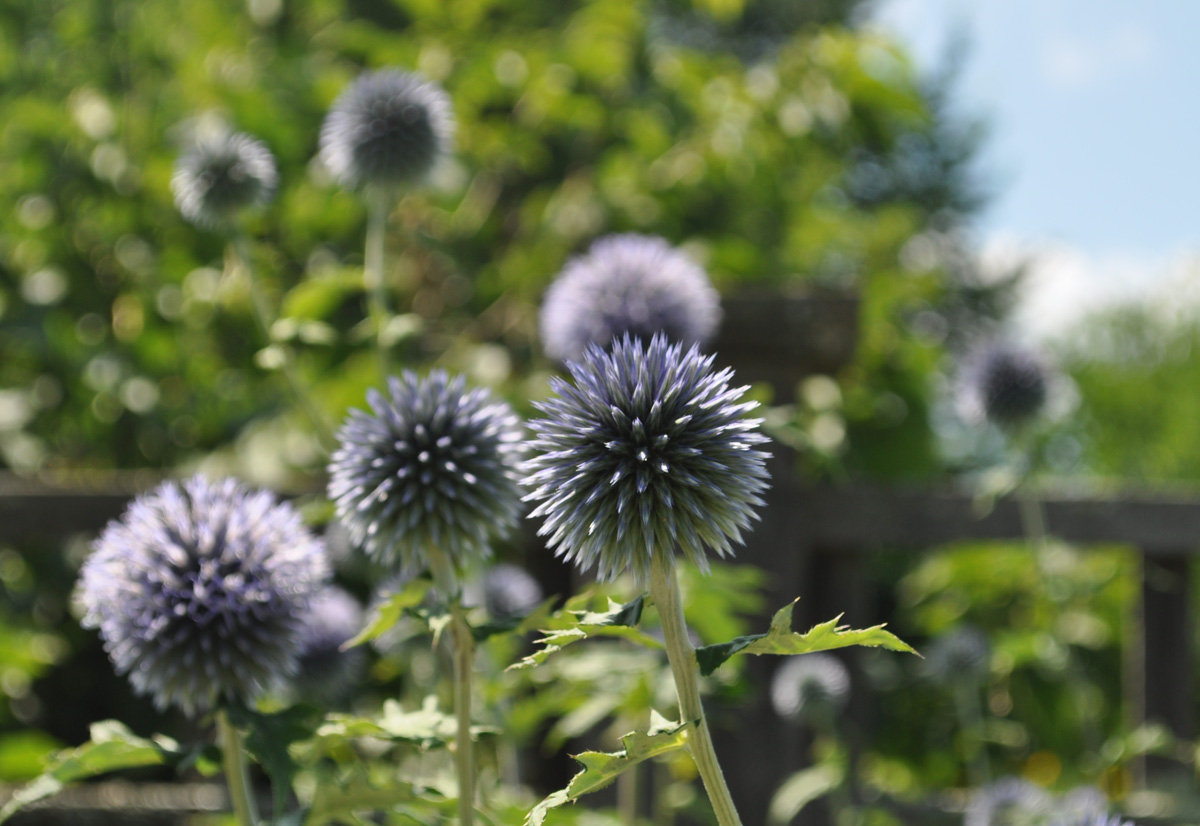 globe thistle KidsGardening