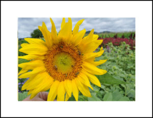garden photography