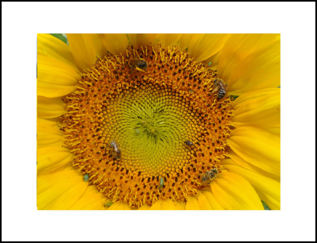 Using a cardboard frame, try getting closer to the photo subject.