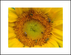 garden photography
