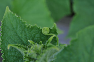 garden photography