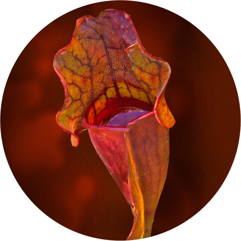carnivorous plant lesson plan