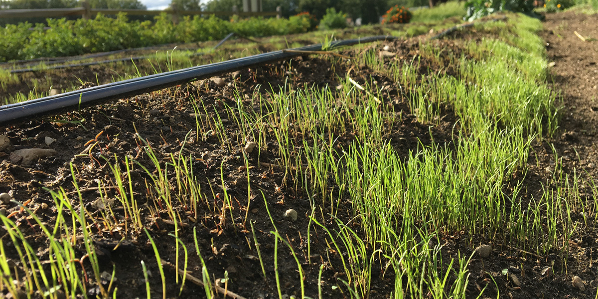 Cover crop cover crop