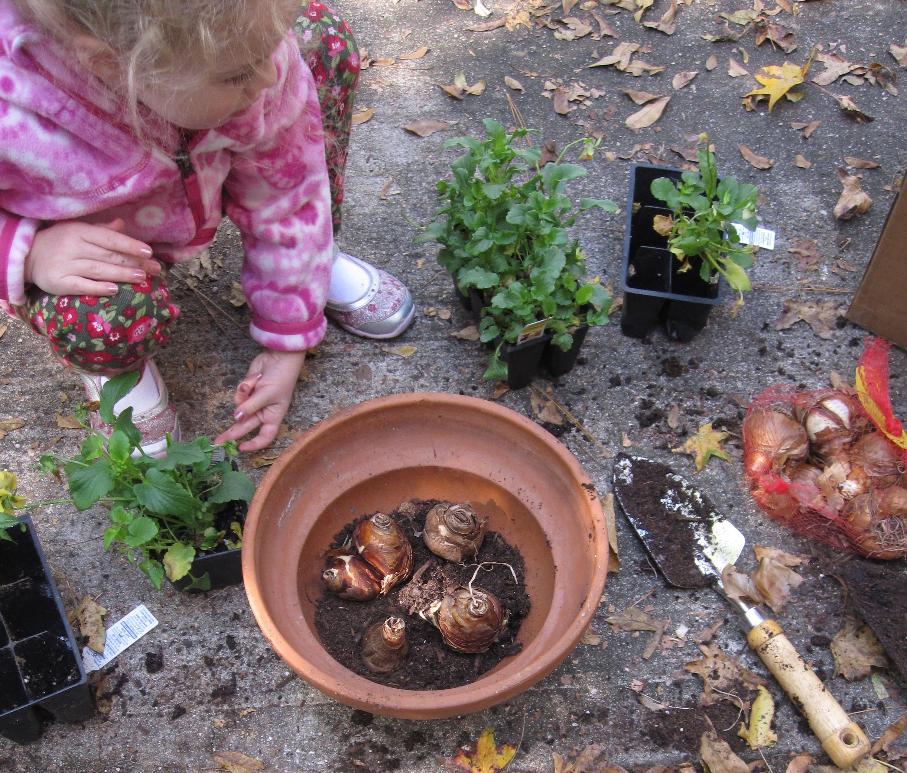 fall bulbs for spring blooms