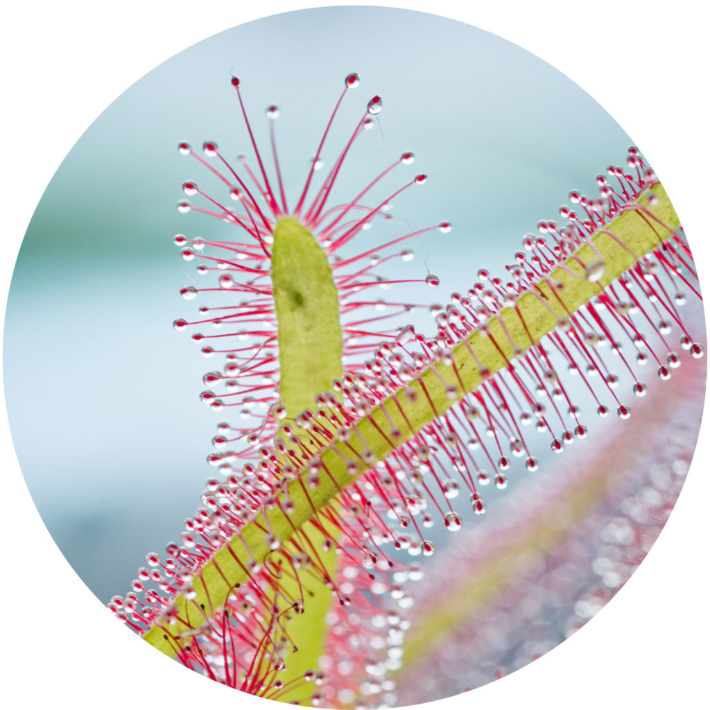 Carnivorous Plant Growing Guide KidsGardening