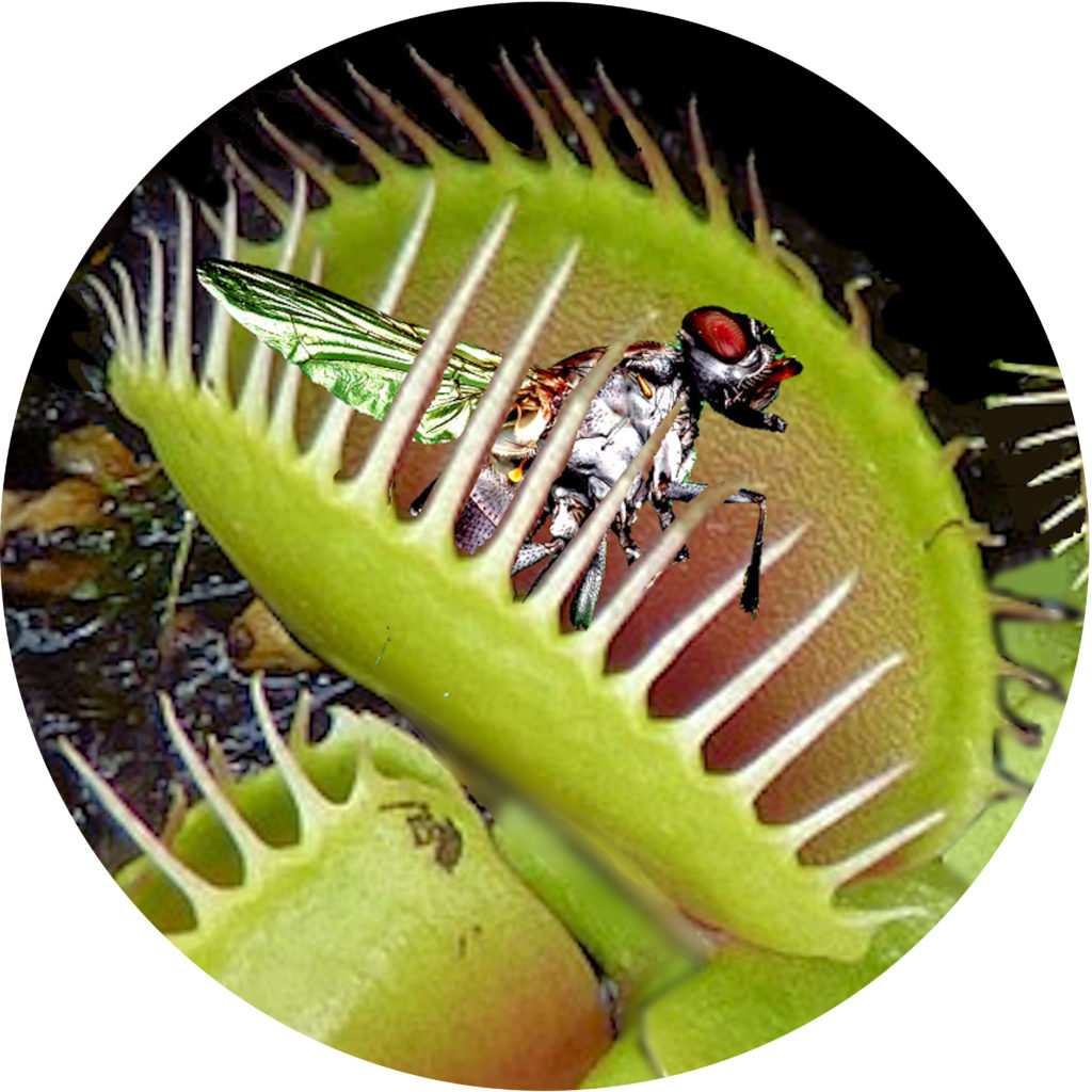Grow Your Own Carnivorous Plants Venus Fly Trap & Cactus Micro Gardens Children 