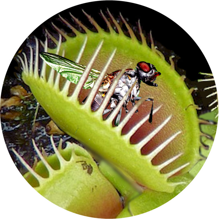 carnivorous plants