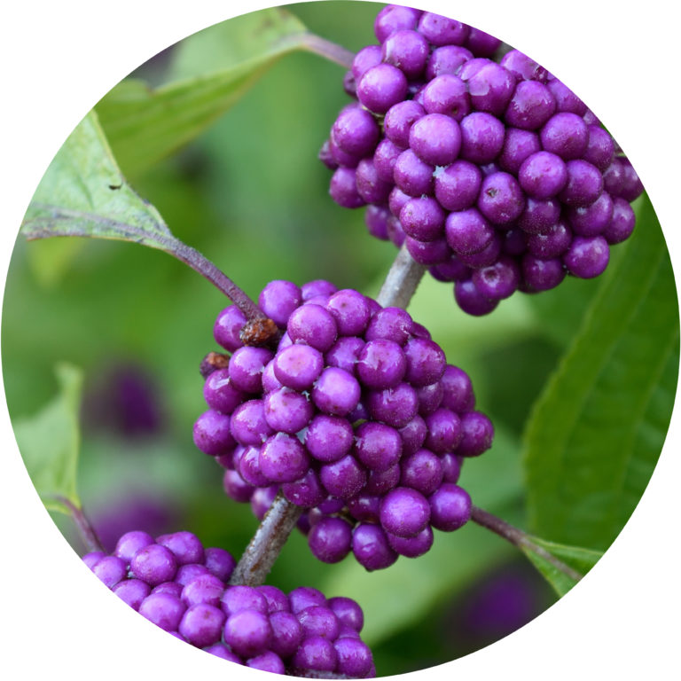 beautyberry