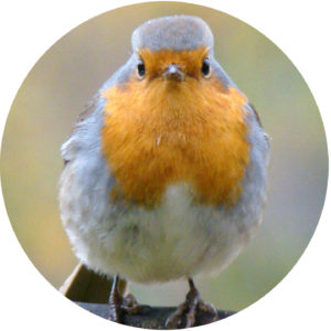 birdscaping