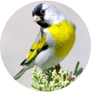 birds garden ecosystem
