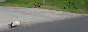 bird ecosystem