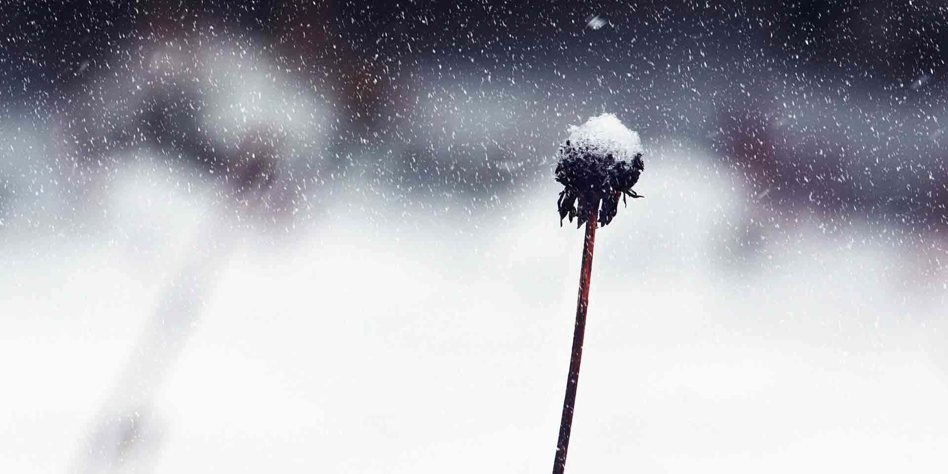 winter programming winter programming