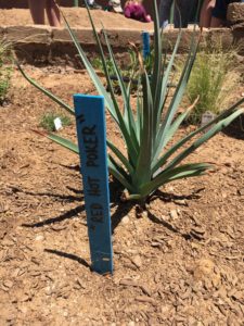 Kidsgardening Program Spotlight Inez Elementary High Desert Garden