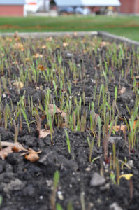 healthy soil