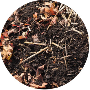 healthy soil in fall