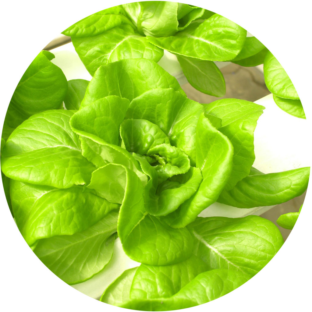 Lettuce growing hydroponically