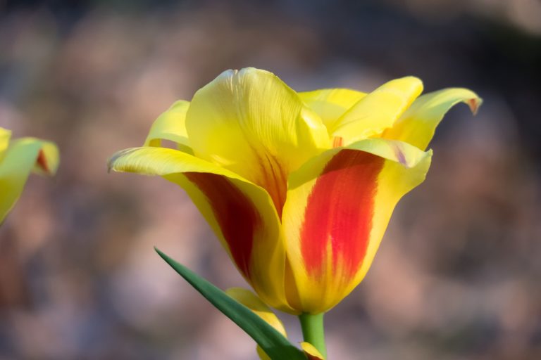Tulip Growing Guide How to Grow Tulips KidsGardening