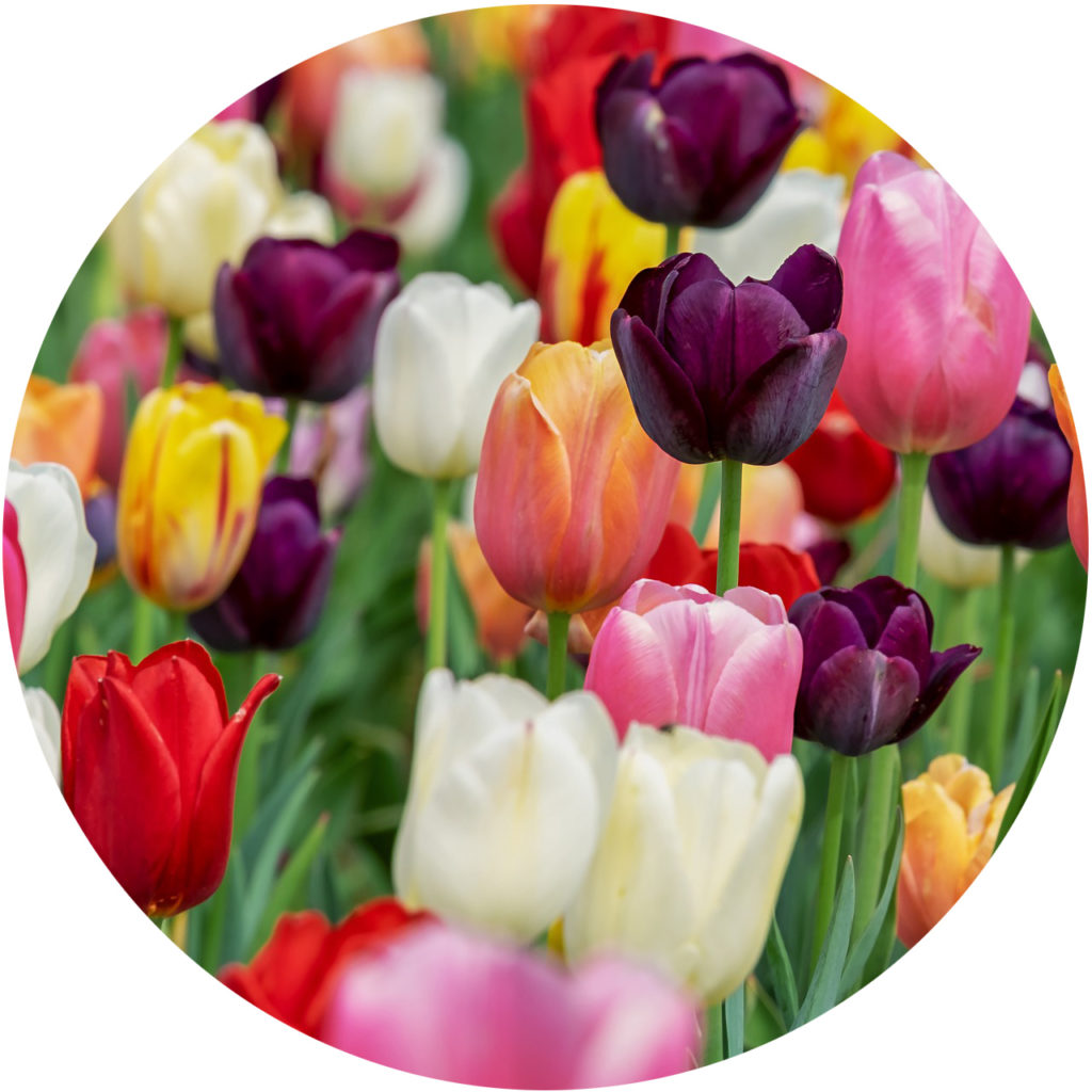 tulip growing guide