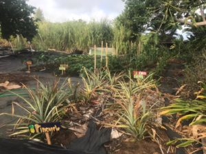 2020 Budding Botanist Grant Winners