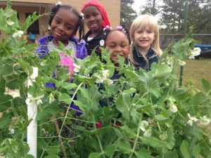 2020 Budding Botanist winners