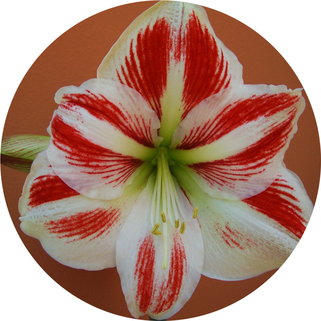 amaryllis
