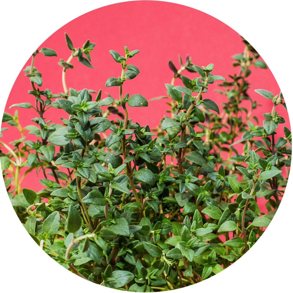 Exploring Herbs