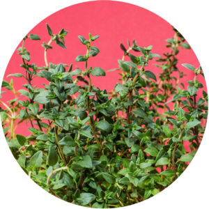 Exploring Herbs