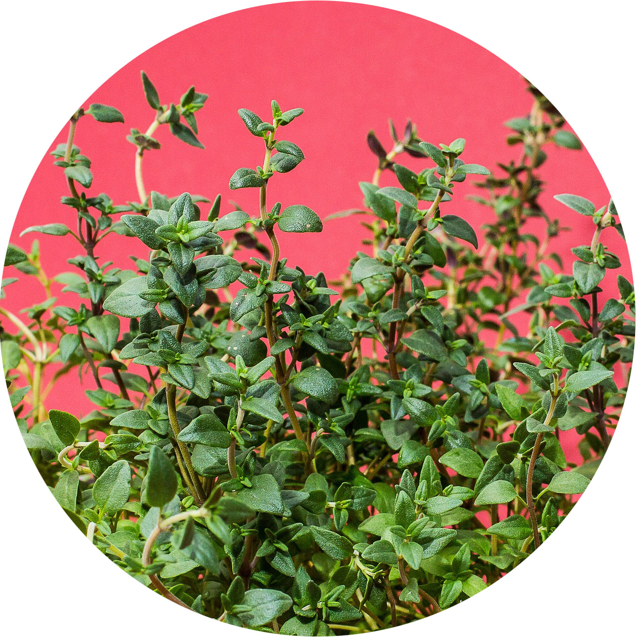 exploring herbs with kids kidsgardening activity