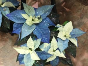 blue poinsettia