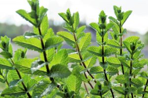 peppermint scents of the holidays