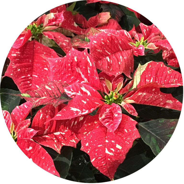 poinsettia KidsGardening
