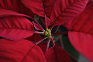poinsettia with closed flowers