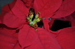 poinsettia with open flower buds