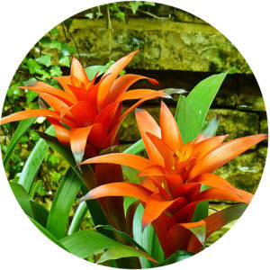 Bromeliad growing guide