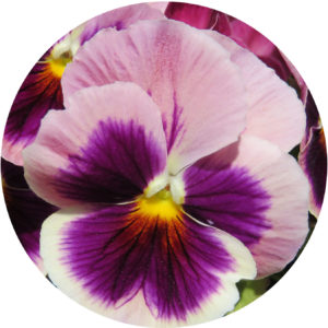 Pansies