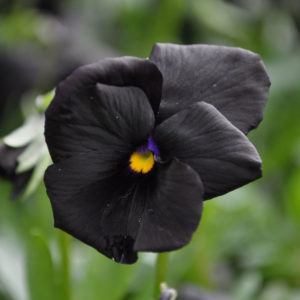 pansy growing guide