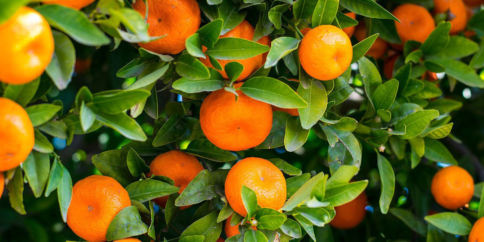 KidsGardening Growing Guide