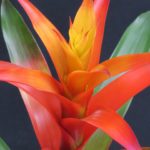 guzmania bromeliad