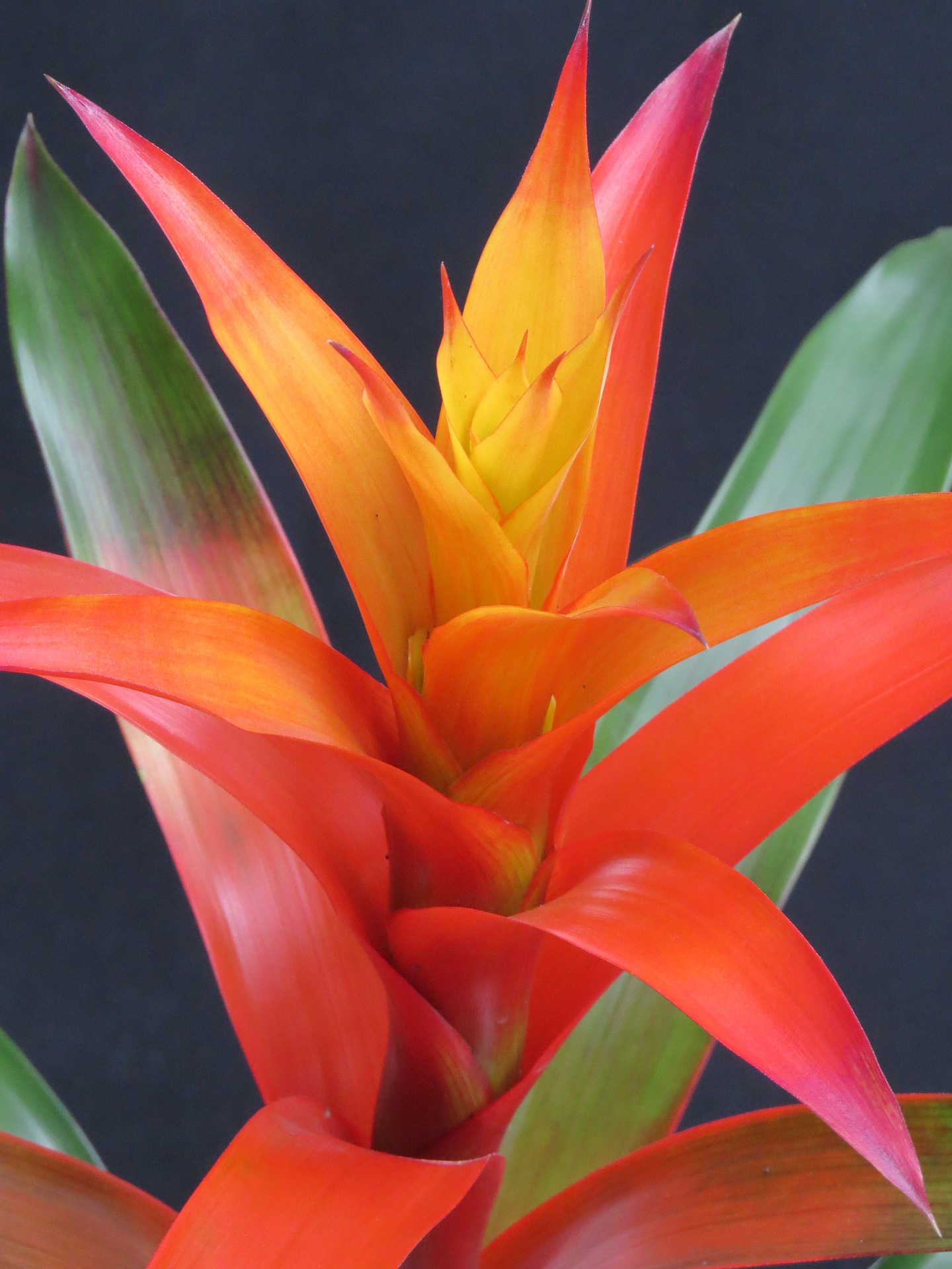 guzmania bromeliad