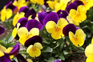 pansy johnny-jump-up