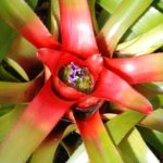 neoregelia