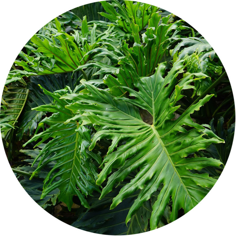 Tropical Rainforests