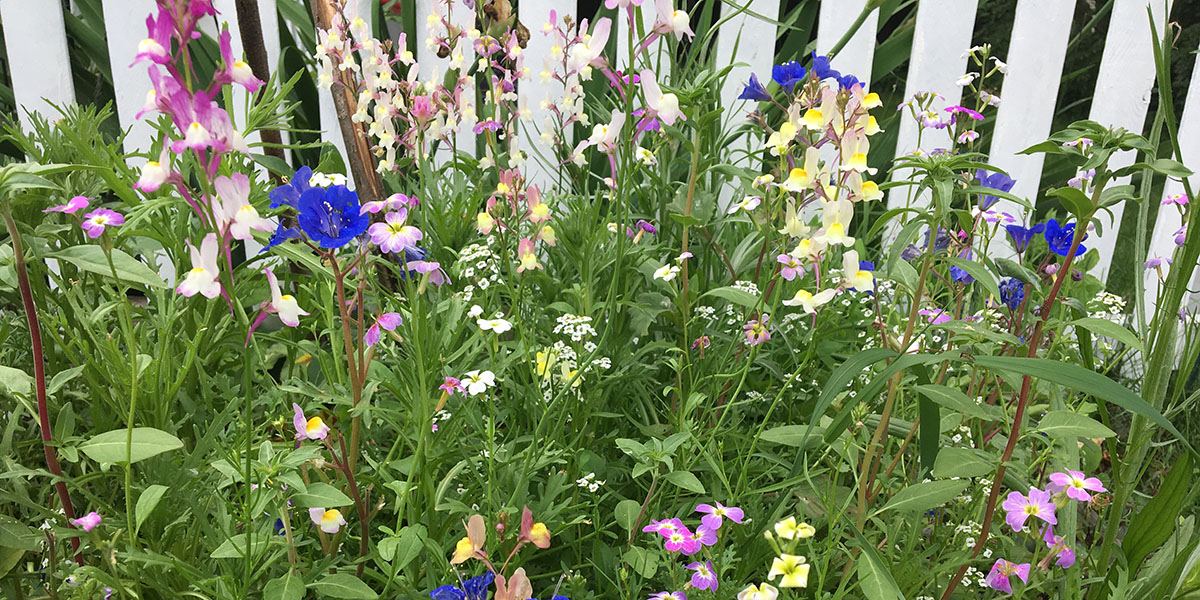 flower garden flower garden