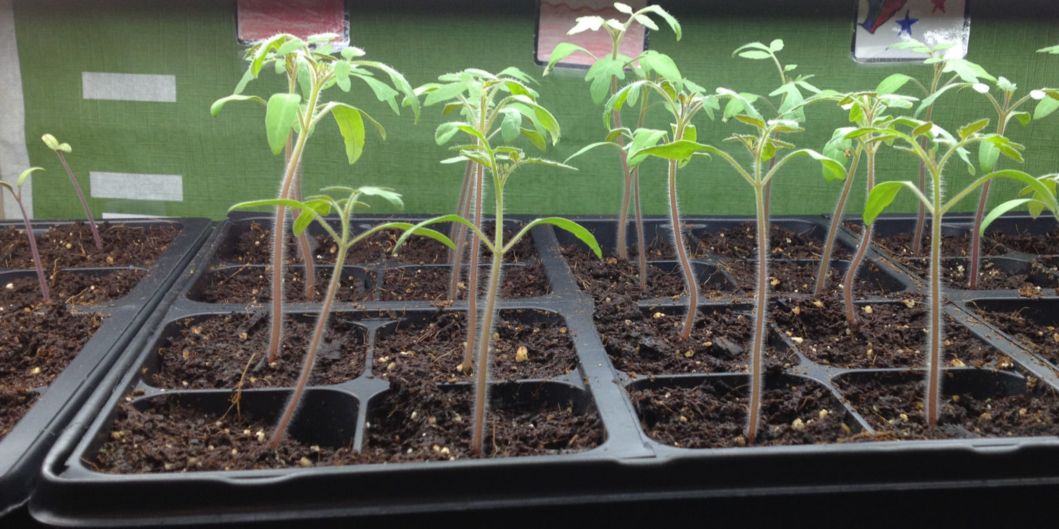 Tomato Time: Comparing hydroponic and grow light growth - KidsGardening