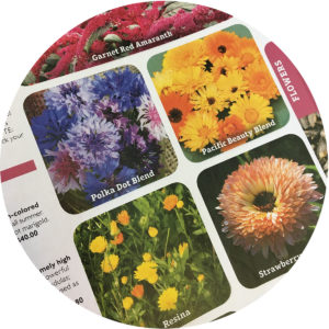 seed catalog fun