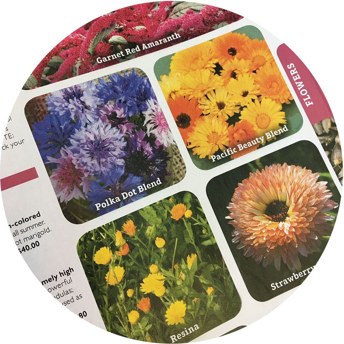 Seed Catalog Fun KidsGardening activity for using old seed catalogs