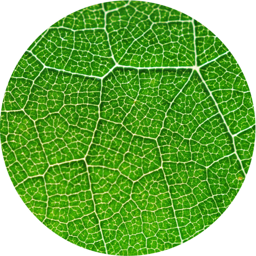photosynthesis