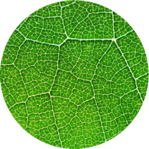 photosynthesis