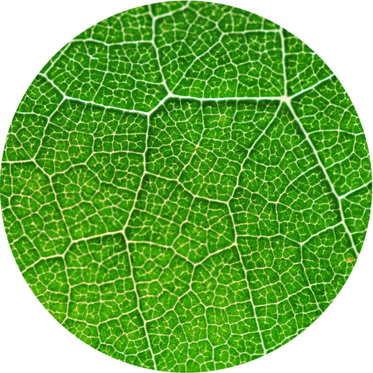 photosynthesis