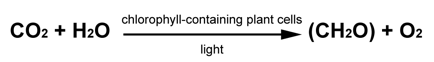 photosynthesis 101